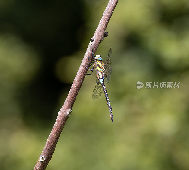 迁徙小贩蜻蜓(Aeshna mixta)